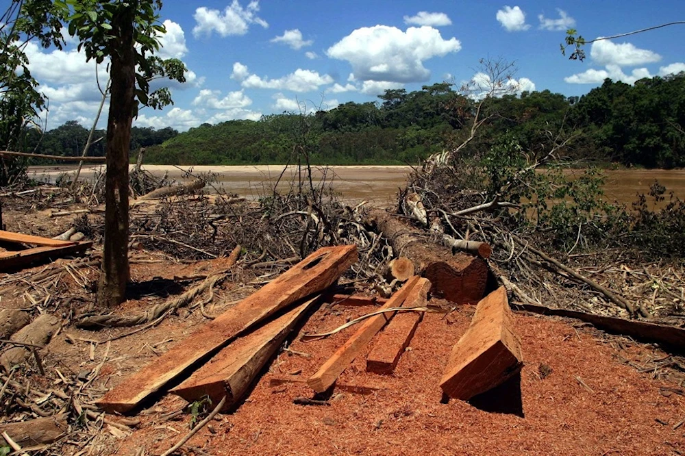 Registran aumento de extracción de madera de Amazonia