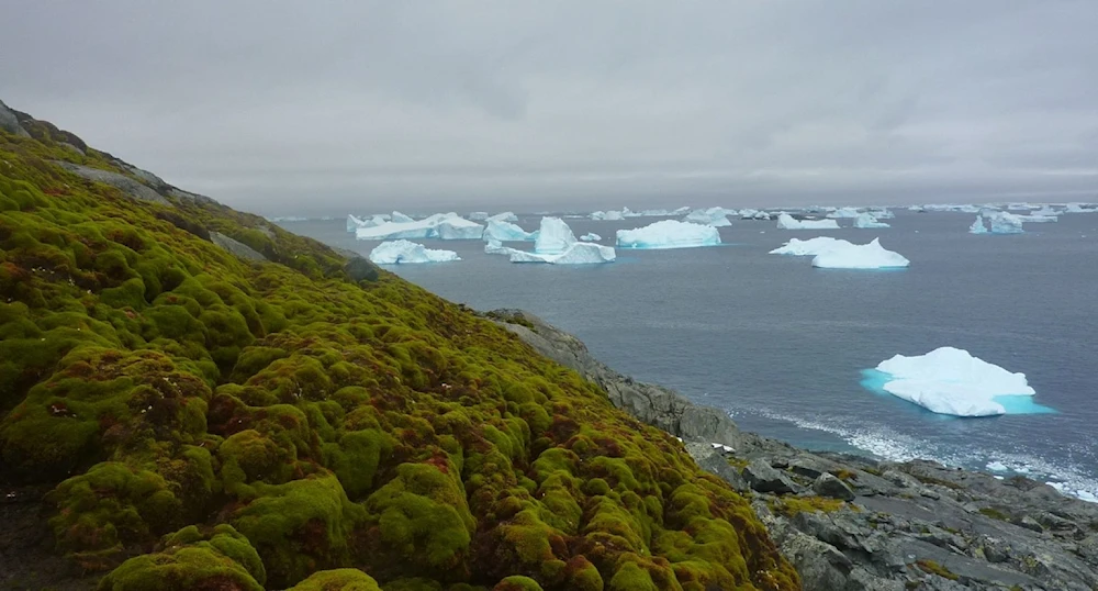 La Antártida "reverdece" a un ritmo acelerado por el cambio climático