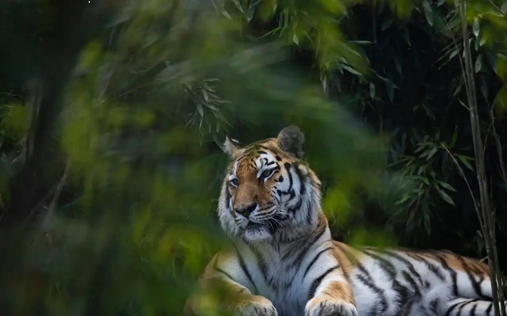 Logran retorno de tigres a Kazajistán luego de 70 años extintos