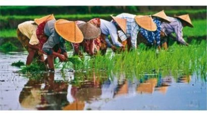 Vietnam supera ingresos de 2023 por exportaciones de arroz