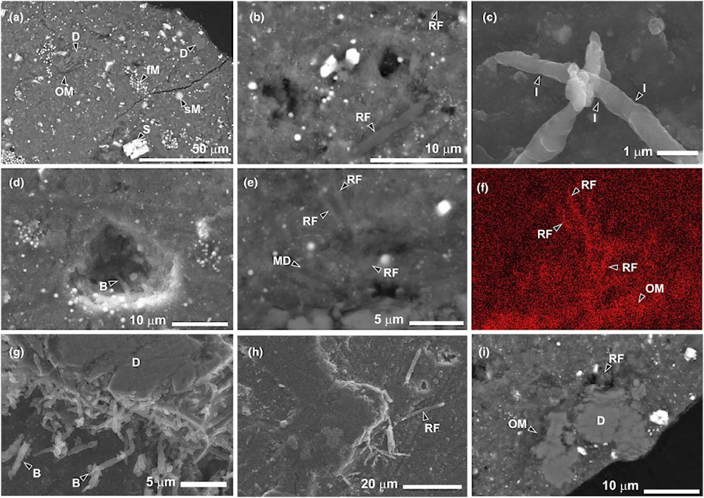 Afirman que signos de vida en asteroide tendrían origen terrestre