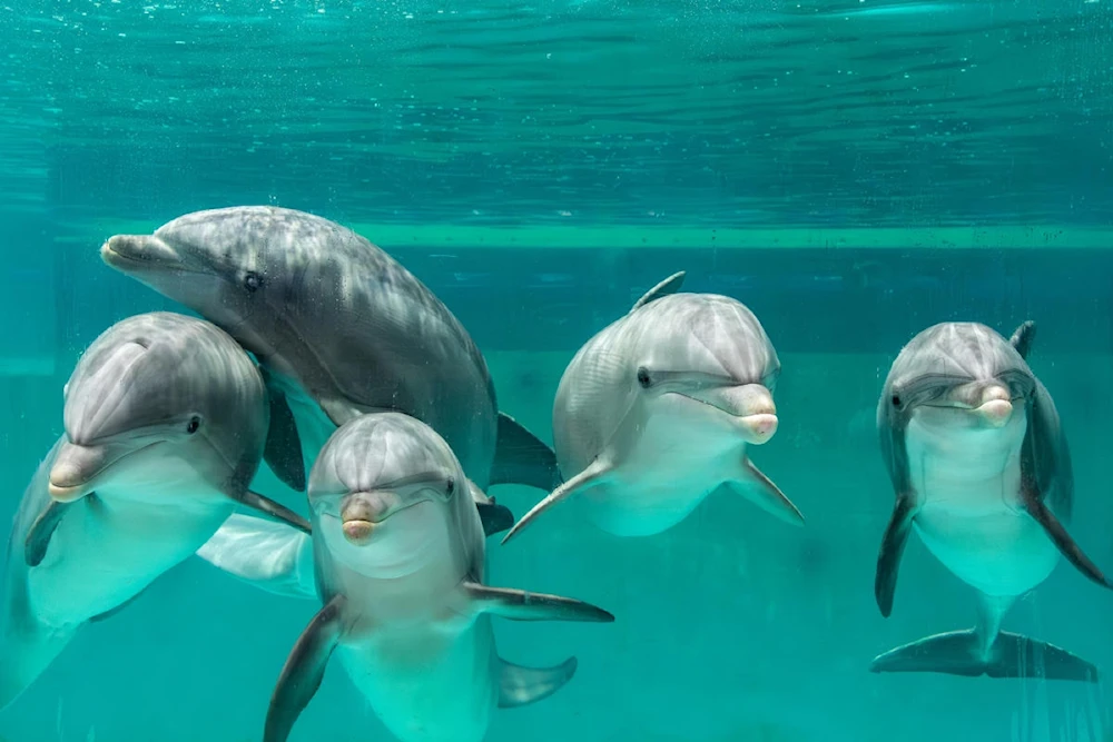 Delfines en Golfo de México positivos al fentanilo y otras drogas