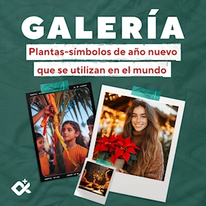 Cafeto, palmera y quinoto: Plantas-símbolos de año nuevo alrededor del mundo