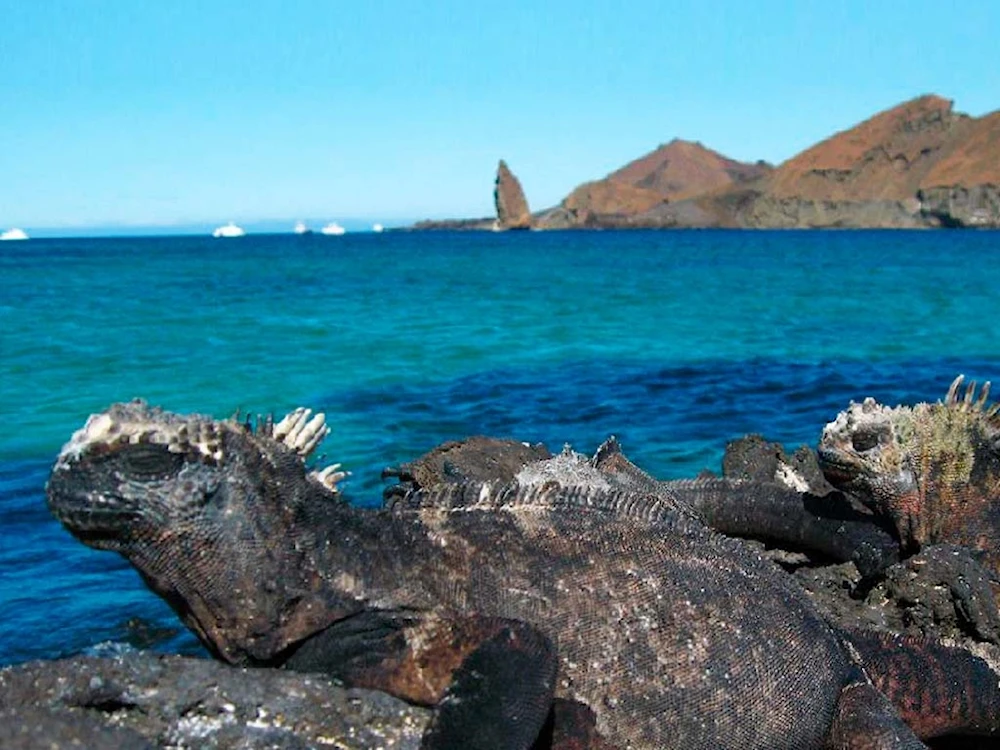 Voces de Ecuador y el mundo contra militarización de Galápagos