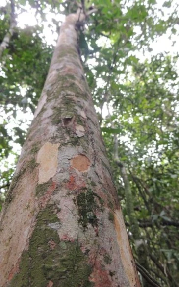 Descubren nueva especie de árbol en Brasil