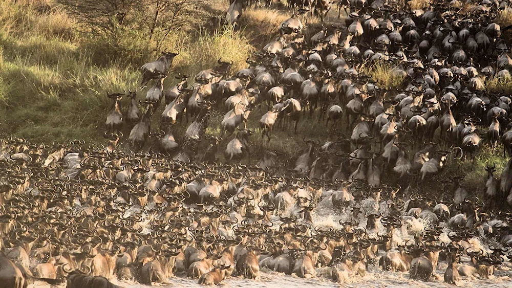 Migración anual de ñus deviene en atracción turística en Kenia