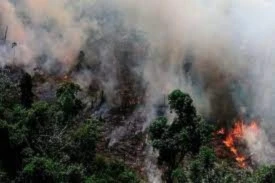 Incendios en la Amazonía registran inusual incremento en 2024