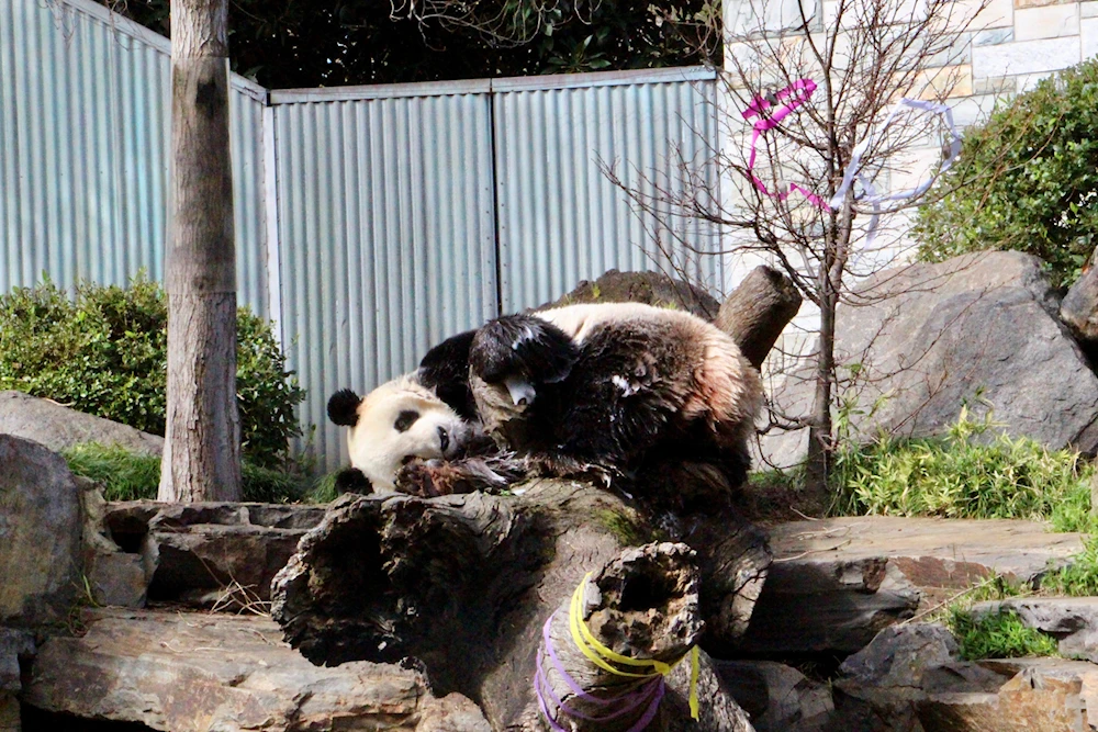 Zoológico de Australia festeja cumpleaños de dos pandas gigantes