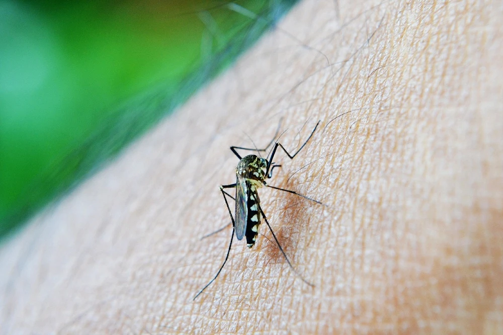 Comienza distribución de vacunas contra el dengue en Argentina
