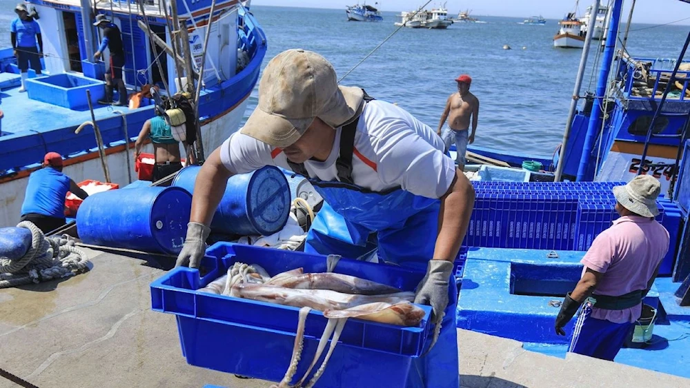 Fenómeno de El Niño reduce la captura de calamar gigante en Perú