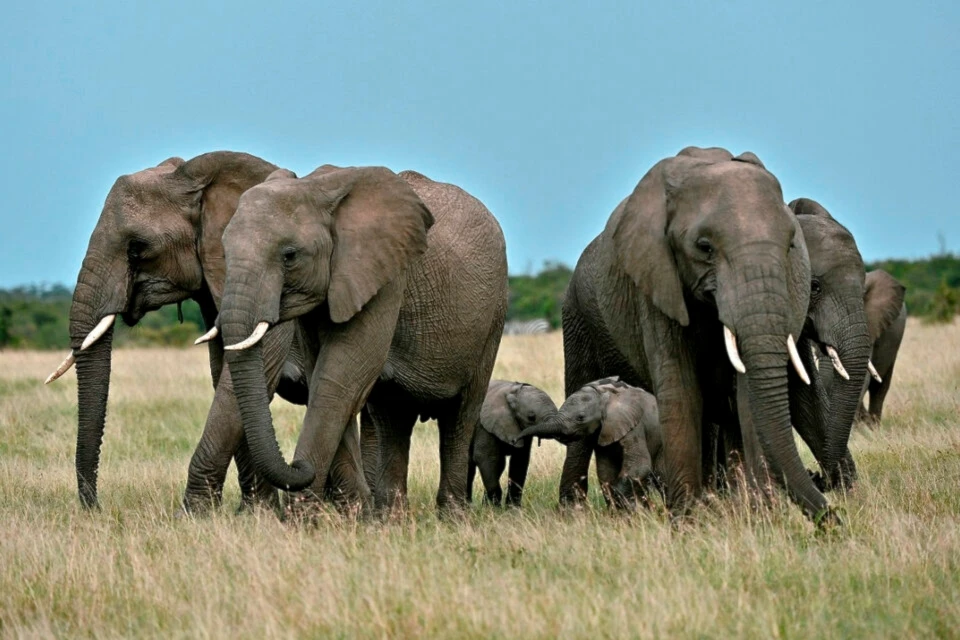Comenzó en África el sacrificio de más de 700 animales por la sequía