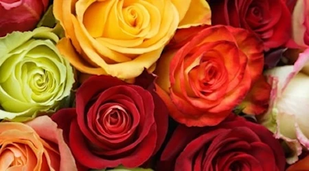 Ecuador inició la exportación de rosas, consideradas las mejores del mundo, por el Día de San Valentín.