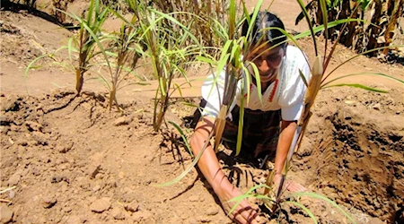 FAO: El clima amenaza la seguridad alimentaria de América Latina