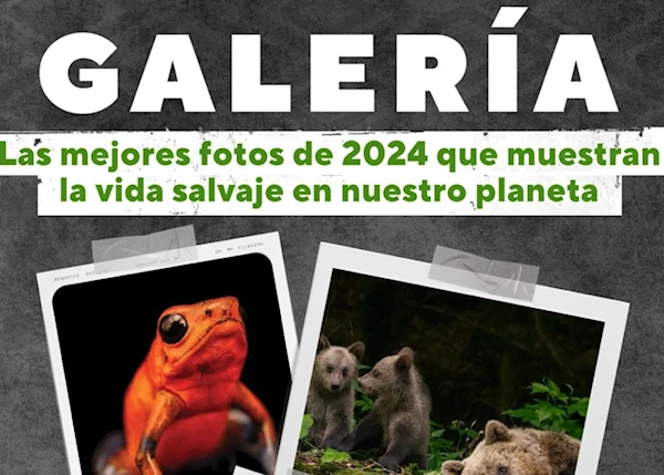 Las mejores fotos del 2024 que muestran la vida salvaje en nuestro planeta