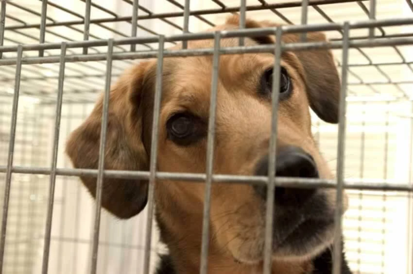 Corea del Sur: Cierra 40% de criaderos de perros para consumo humano