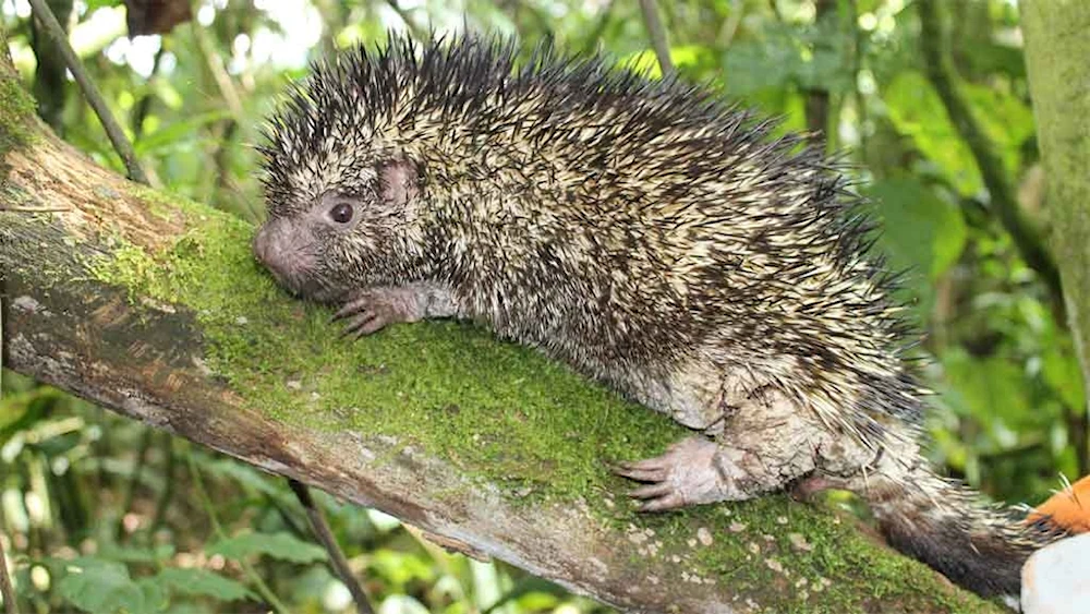 Hallan especie de puercoespín endémico de Colombia