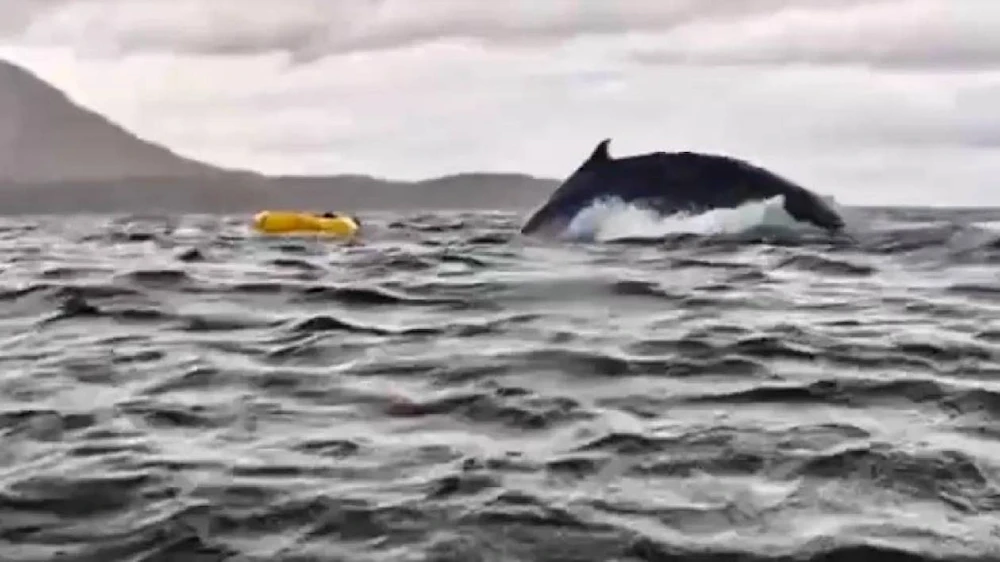 Joven sale ileso luego de caer en fauces de ballena jorobada