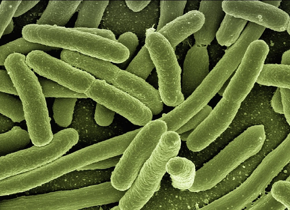 Alertan que las bacterias se fortalecen en pacientes con diabetes