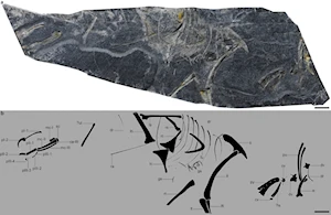 Histórico: Científicos chinos desenterraron en la provincia oriental china de Fujian el fósil más antiguo de ave de cola corta