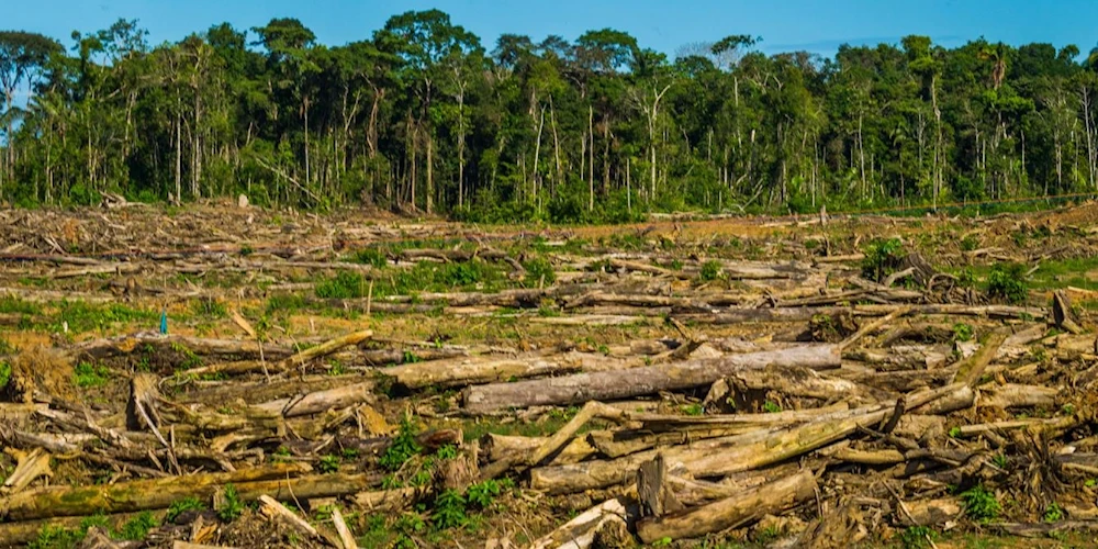 Deforestación en Colombia aumentó 35% en 2024