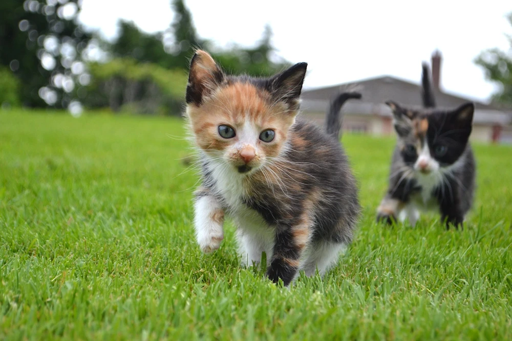 Niega Escocia supuesta veda a tenencia de gatos domésticos