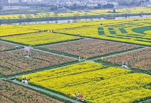 Increíble alfombra natural: miles de turistas visitan los campos floridos en Tongnan en China