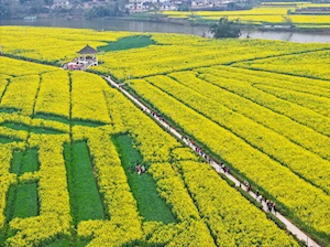 Increíble alfombra natural: miles de turistas visitan los campos floridos en Tongnan en China