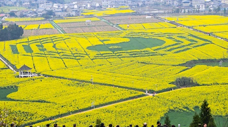 A medida que avanza la primavera, miles de turistas se acercan a conocer los hermosos campos floridos de Tongnan, en China. Fotos: Xinhua