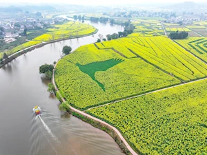 Increíble alfombra natural: miles de turistas visitan los campos floridos en Tongnan en China