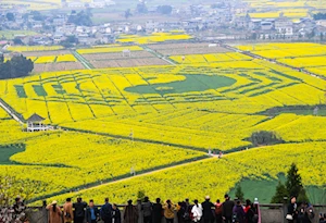 Increíble alfombra natural: miles de turistas visitan los campos floridos en Tongnan en China