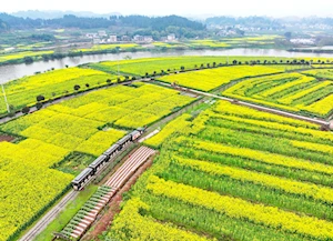 Increíble alfombra natural: miles de turistas visitan los campos floridos en Tongnan en China