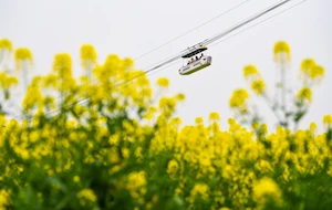 Increíble alfombra natural: miles de turistas visitan los campos floridos en Tongnan en China