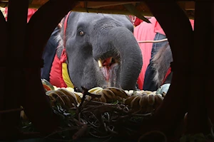 Llamado a su conservación: Como cada 13 de marzo, elefantes celebran su día nacional en Tailandia con un banquete de frutas y otros alimentos