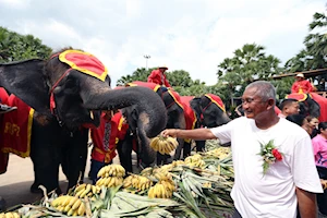 Llamado a su conservación: Como cada 13 de marzo, elefantes celebran su día nacional en Tailandia con un banquete de frutas y otros alimentos