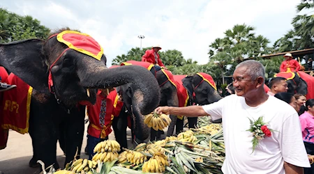 Como cada 13 de marzo, elefantes celebran su día nacional en Tailandia con un banquete de frutas y otros alimentos. Fotos: Xinhua