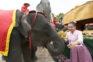 Llamado a su conservación: Como cada 13 de marzo, elefantes celebran su día nacional en Tailandia con un banquete de frutas y otros alimentos