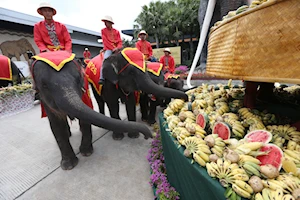 Llamado a su conservación: Como cada 13 de marzo, elefantes celebran su día nacional en Tailandia con un banquete de frutas y otros alimentos