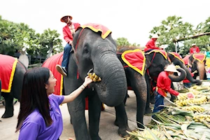 Llamado a su conservación: Como cada 13 de marzo, elefantes celebran su día nacional en Tailandia con un banquete de frutas y otros alimentos