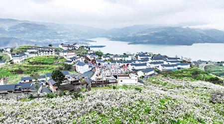 Con la llegada de la primavera en China, las flores dejan escenas naturales impresionantes en todo el territorio. Fotos: Xinhua