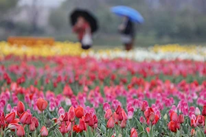 Con la llegada de la primavera en China, las flores dejan escenas naturales impresionantes en todo el territorio