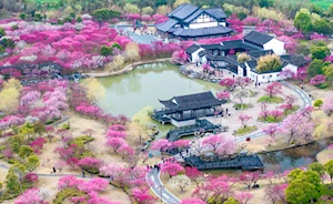 Con la llegada de la primavera en China, las flores dejan escenas naturales impresionantes en todo el territorio