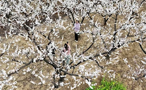 Con la llegada de la primavera en China, las flores dejan escenas naturales impresionantes en todo el territorio