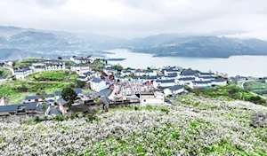 Con la llegada de la primavera en China, las flores dejan escenas naturales impresionantes en todo el territorio