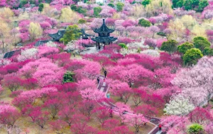 Con la llegada de la primavera en China, las flores dejan escenas naturales impresionantes en todo el territorio