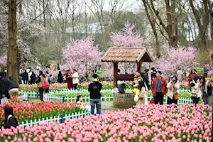 Con la llegada de la primavera en China, las flores dejan escenas naturales impresionantes en todo el territorio