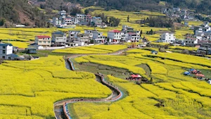 Con la llegada de la primavera en China, las flores dejan escenas naturales impresionantes en todo el territorio