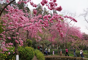 Con la llegada de la primavera en China, las flores dejan escenas naturales impresionantes en todo el territorio