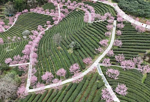 Con la llegada de la primavera en China, las flores dejan escenas naturales impresionantes en todo el territorio