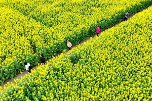 Con la llegada de la primavera en China, las flores dejan escenas naturales impresionantes en todo el territorio