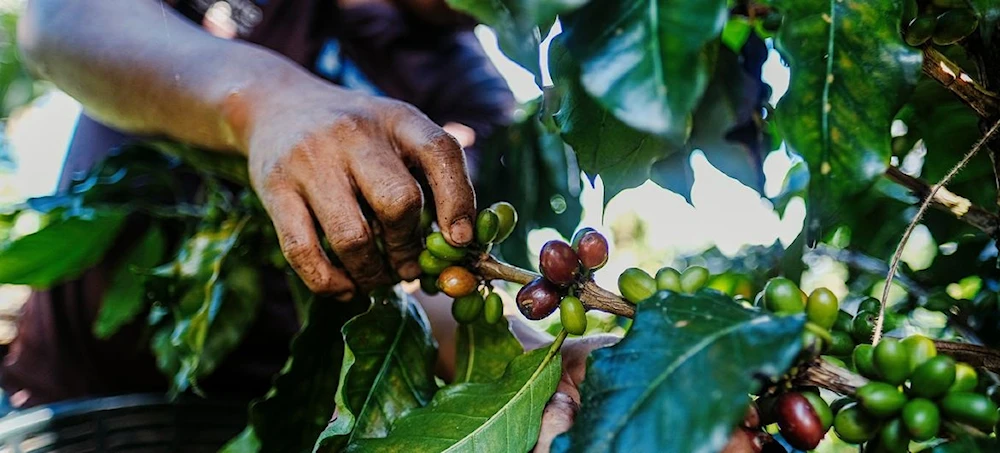Cambio climático dispara precios del café